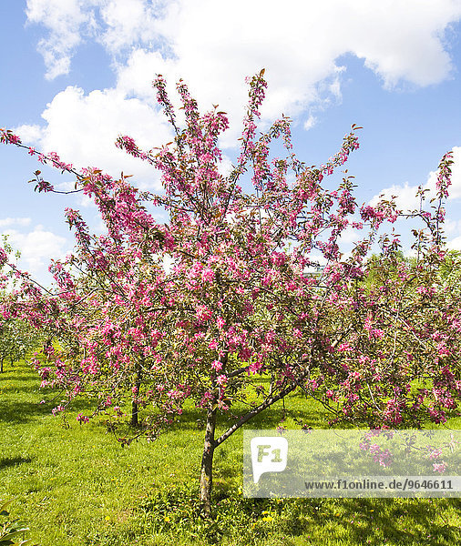 Rosa blühende Japanische Kirschbäume  Kolomenskoje-Park  Moskau  Russland  Europa