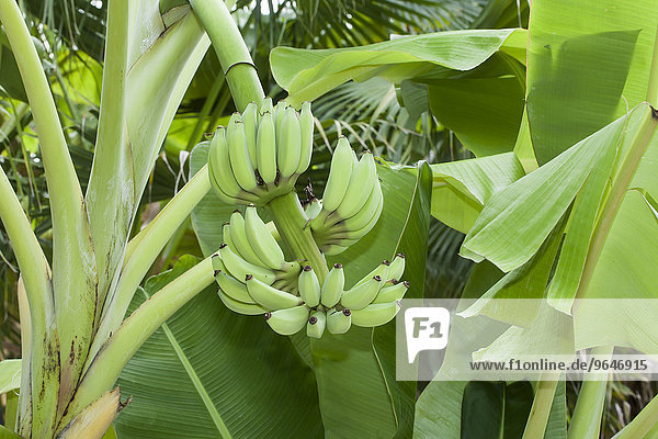 Bananenstaude  Banane (Musa)  Ninh Thuan  Vietnam  Asien