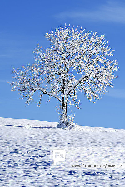 Verschneiter Baum  Zugerberg  Kanton Zug  Schweiz  Europa