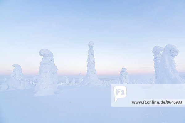 Schneebedeckte Fichten  Riisitunturi-Nationalpark  Finnland  Europa