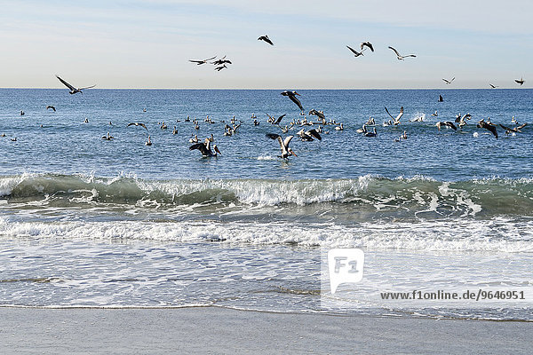 Brown Pelicans (Pelecanus occidentalis) above a shoal of fish  Oceanside  near San Diego  California  United States  North America