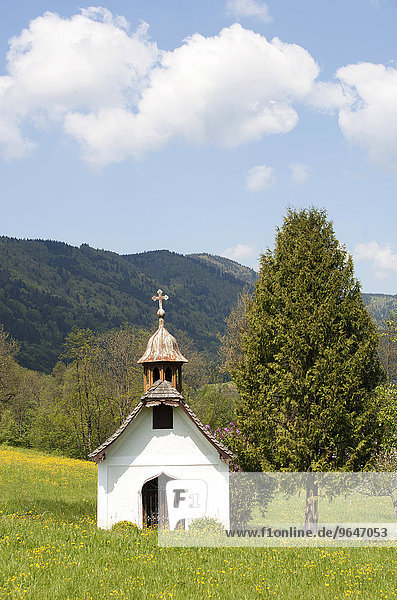 Kapelle  Löwenzahnwiese  Mondseeland  Salzkammergut  Oberösterreich  Österreich  Europa