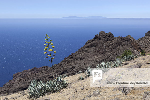 Agaven (Agave) an einem Hang hinten der Atlantik und die Insel La Palma bei Arure La Gomera Kanarische Inseln Spanien Europa