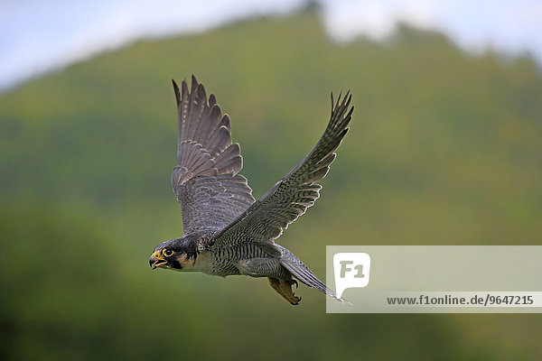 Wanderfalke (Falco peregrinus)  adult  fliegend  captive  Eifel  Rheinland-Pfalz  Deutschland  Europa