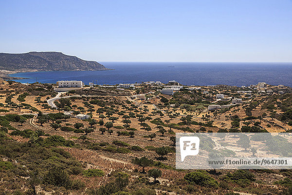 Olivenplantage  Lakki  Karpathos  Dodekanes  Südliche Ägäis  Griechenland  Europa