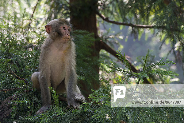 Rhesus Monkeys (Macaca mulatta) in the mountains of Zhangjiajie  Wulingyuan National Park  Hunan Province  China  Asia