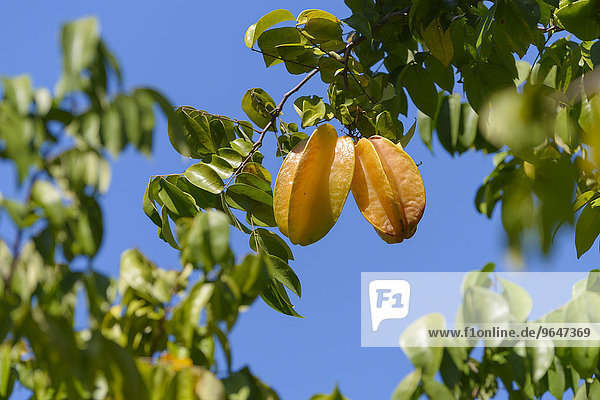 Sternfrucht (Averrhoa carambola) am Baum  Provinz Puntarenas  Costa Rica  Nordamerika