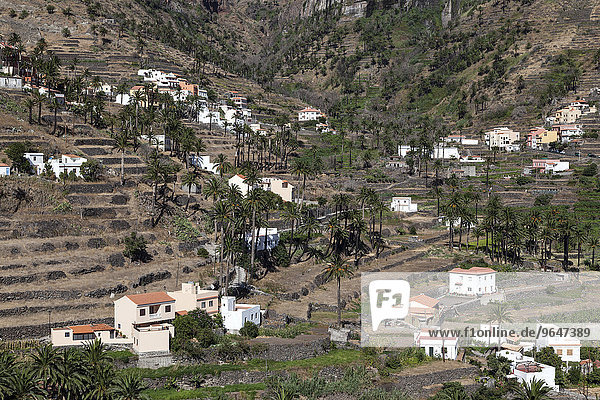 Kanarische Dattelpalmen (Phoenix canariensis)  Terrassenfelder und Häuser von Lomo del Balo und La Vizcaina  Valle Gran Rey  La Gomera  Kanarische Inseln  Spanien  Europa