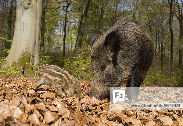 Wildschweine (Sus scrofa)  Bache und Frischling im Frühjahr im Wald  Nordrhein-Westfalen  Deutschland  Europa