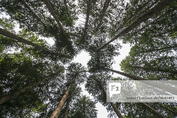 Baumkronen im sommerlichen Wald,  Riesen-Lebensbaum (Thuja plicata),  Bad Homburg vor der Höhe,  Hessen,  Deutschland,  Europa