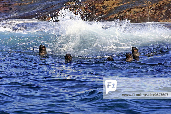 Südafrikanische Seebären (Arctocephalus pusillus)  im Wasser  schwimmend  Seal Island  Westkap  Südafrika
