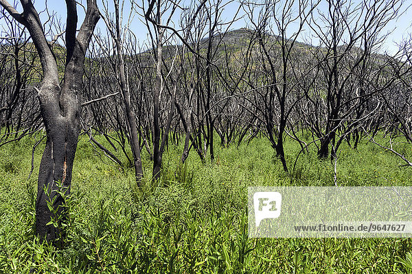 Verkohlte Sträucher in grüner Vegetation  Spuren des Waldbrandes von 2012  hinten der Garajonay  La Gomera  Kanarische Inseln  Spanien  Europa