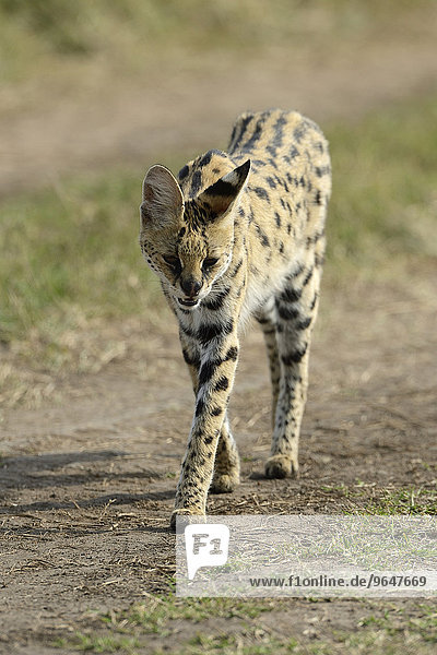 Serval (Leptailurus serval) Weibchen gehend Masai Mara Kenia Afrika