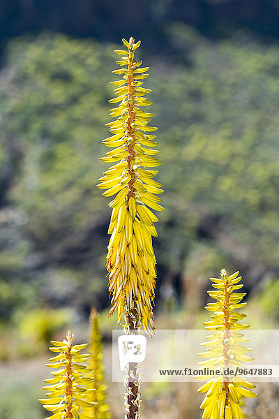 Aloe vera (Aloe vera) Gran Canaria Canary Islands Spain Europe