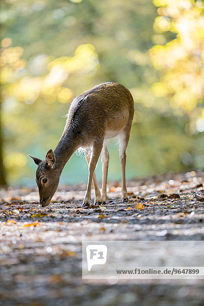 Fallow deer (Cervus dama) on an autumn day  captive  Palatinate Forest  Rhineland-Palatinate  Germany  Europe