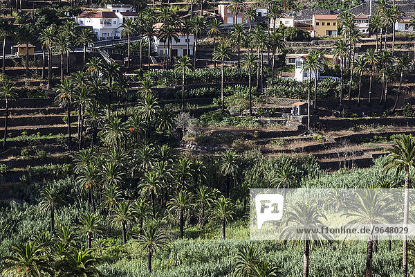 Kanarische Dattelpalmen (Phoenix canariensis)  Terrassenfelder  Valle Gran Rey  La Gomera  Kanarische Inseln  Spanien  Europa