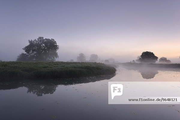 Eichen an einem Gewässer im Morgennebel in einer Auenlandschaft  Biosphärenreservat Mittelelbe  Dessau  Sachsen-Anhalt  Deutschland  Europa