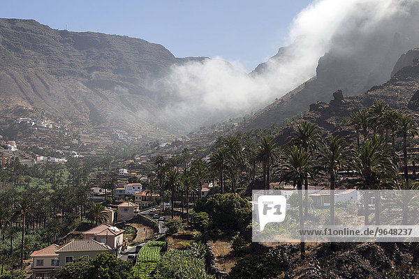 Kanarische Dattelpalmen (Phoenix canariensis)  Passatwolken und die Ortschaften im Valle Gran Rey  La Gomera  Kanarische Inseln  Spanien  Europa