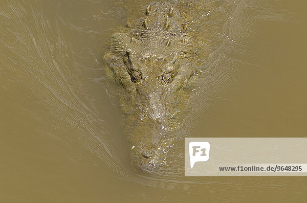 Spitzkrokodil (Crocodylus acutus) im Rio Grande de Tarcoles  Provinz Puntarenas  Costa Rica  Nordamerika
