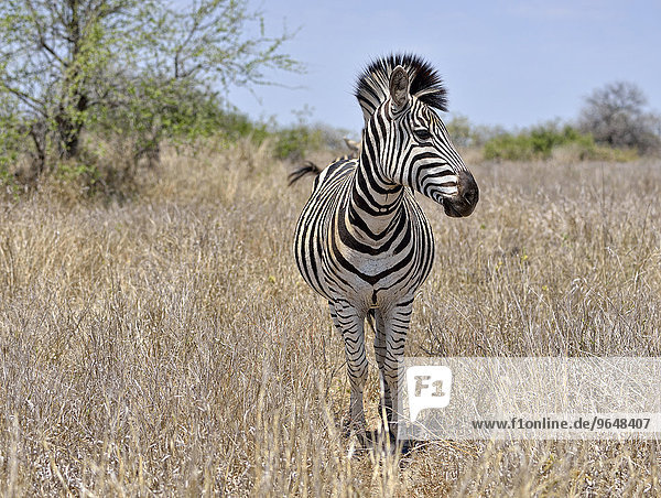 Burchell-Zebra (Equus burchelli burchelli)  Krüger-Nationalpark  Südafrika