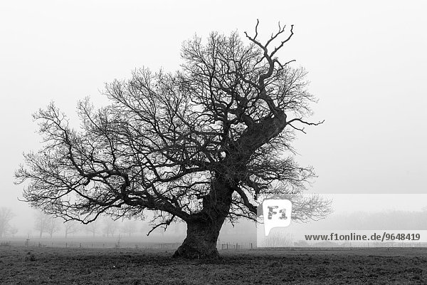 Baum im Nebel  Hofgeismar  Reinhardswald  Hessen  Deutschland  Europa