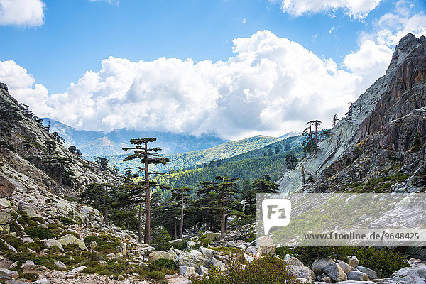 Pinienwald im Gebirge im Golo-Tal  Korsika  Frankreich  Europa