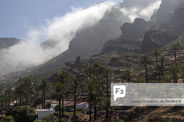 Kanarische Dattelpalmen (Phoenix canariensis)  Terrassenfelder  Wolken stauen sich an den Bergen im Valle Gran Rey  La Gomera  Kanarische Inseln  Spanien  Europa