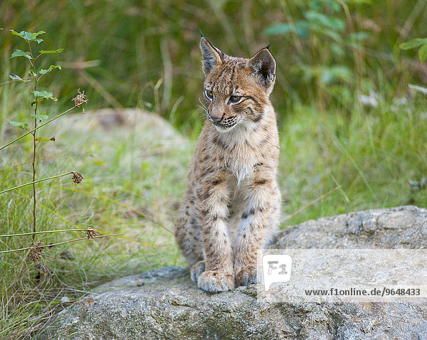 Eurasischer Luchs oder Nordluchs (Lynx lynx)  Jungtier sitzt auf einem Felsen  captive  Tierfreigelände Nationalpark Bayerischer Wald  Bayern  Deutschland  Europa