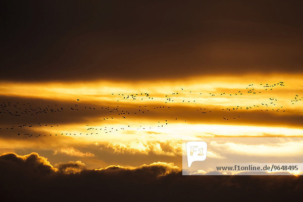 Schar Kurzschnabelgänse  auch Kleine Rietgänse (Anser brachyrhynchus) im Flug bei Sonnenuntergang  East Chevington  Druridge Bay  Northumberland  England  Großbritannien  Europa