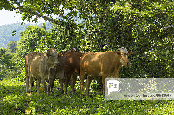 Rinder verbringen die Mittagszeit im Schatten  Provinz Limon  Costa Rica  Nordamerika