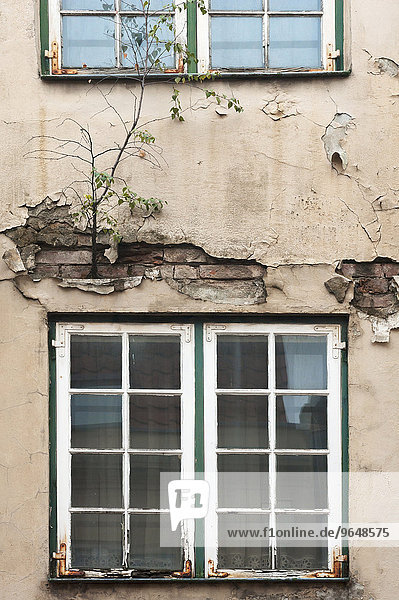 Baum wächst aus einer Wand eines baufälligen Hauses  oben und unten marode Fenster  Lübeck  Schleswig-Holstein  Deutschland  Europa