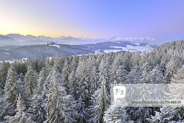 Ausblick von Chuderhüsi über verschneite Tannen im Emmental in der Morgendämmerung  hinten Berner Alpen mit Blüemlisalp und Stockhornkette  Berner Oberland  Kanton Bern  Schweiz  Europa