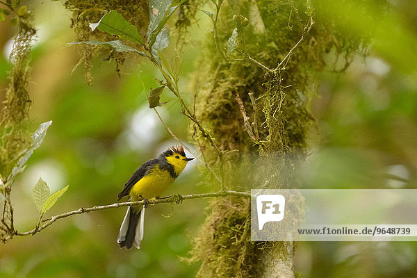 Halsband-Waldsänger (Myioborus torquatus) auf Zweig  Nationalpark Los Quetzales  Provinz San Jose  Costa Rica  Nordamerika