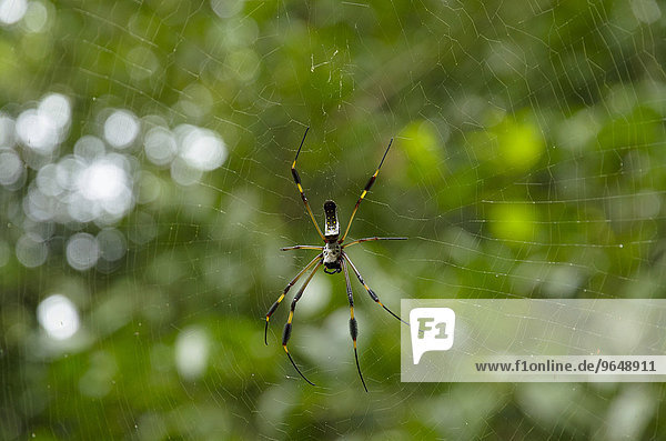 Spinnwebe Nordamerika Costa Rica