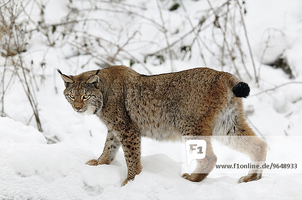 Luchs (Lynx lynx) im Schnee  captive  Nordrhein-Westfalen  Deutschland  Europa