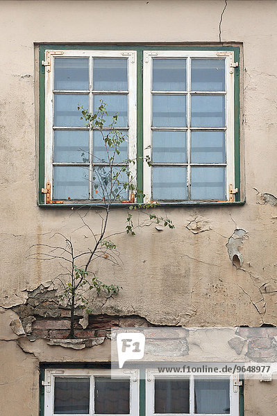 Baum wächst aus einer Wand eines baufälligen Hauses  oben und unten marode Fenster  Lübeck  Schleswig-Holstein  Deutschland  Europa