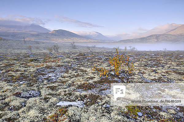 Downy Birch trees (Betula pubescens) and Reindeer Lichen (Cladonia rangiferina)  fjell landscape with autumn fog  Rondane National Park  Norway  Europe