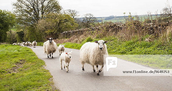 Schafherde  Schafe und Lämmer auf Landstraße  Haydon Bridge  Northumberland  England  Großbritannien  Europa