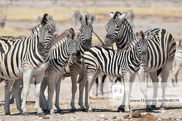 Burchell-Zebras (Equus burchelli)  Herde steht auf trockenem Boden  Etosha-Nationalpark  Namibia  Afrika