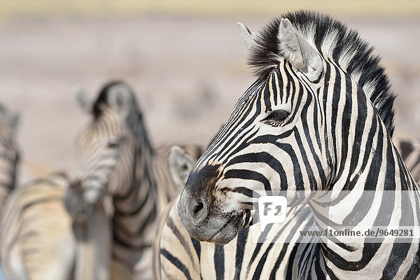 Burchell-Zebras (Equus burchelli)  Etosha-Nationalpark  Namibia  Afrika
