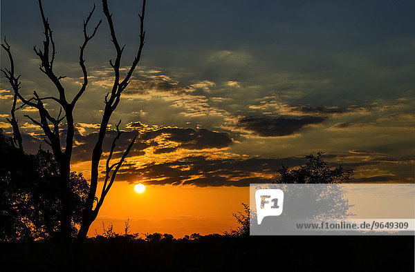 Sonnenuntergang  Krüger-Nationalpark  Südafrika