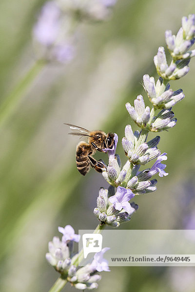 Europäische Honigbiene (Apis mellifera) frisst Nektar von Lavendel (Lavandula angustifolia)  Département Dordogne  Aquitanien  Frankreich  Europa