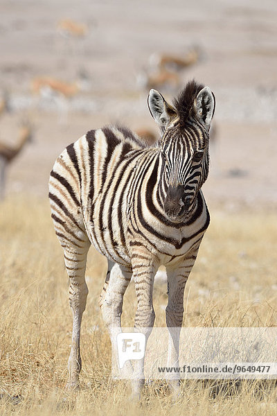 Burchell-Zebra (Equus burchelli)  Fohlen steht im trockenen Gras  Etosha-Nationalpark  Namibia  Afrika