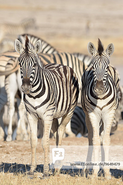 Junge Burchell-Zebras (Equus burchelli)  Etosha-Nationalpark  Namibia  Afrika