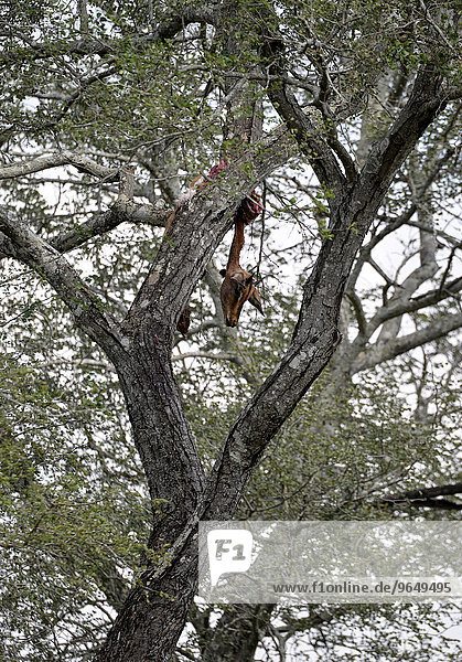 Totes Impala (Aepyceros melampus) als Beute eines Leoparden auf einem Baum  Krüger-Nationalpark  Südafrika