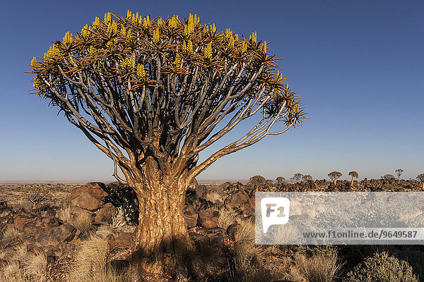 Köcherbaum (Aloe dichotoma)  blühend  im Morgenlicht  Köcherbaumwald im Garaspark  bei Keetmanshoop  Namibia  Afrika