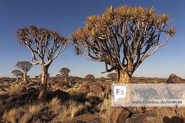 Köcherbäume (Aloe dichotoma) im Köcherbaumwald  bei Keetmanshoop  Namibia  Afrika