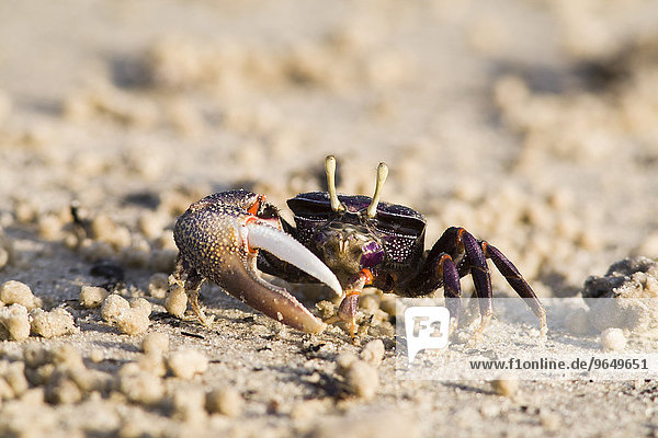 Winkerkrabbe (Uca tangeri)  adultes Männchen filtert Sand  Nationalpark Delta du Saloum  Senegal  Afrika