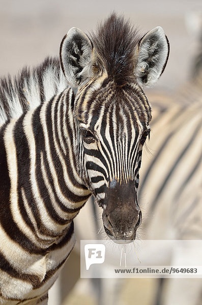 Burchell-Zebra (Equus burchelli)  Fohlen frisst trockenes Gras  Etosha-Nationalpark  Namibia  Afrika