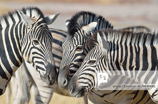 Drei Burchell-Zebras (Equus burchelli)  Nase an Nase  Etosha-Nationalpark  Namibia  Afrika